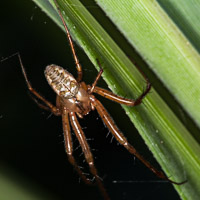 Metellina sp.